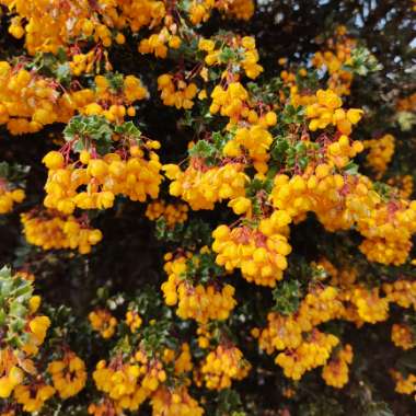 Darwin's Barberry