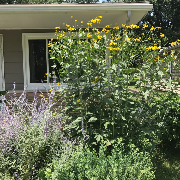 Plant image Rudbeckia laciniata 'Herbstsonne' (Autumn Sun)