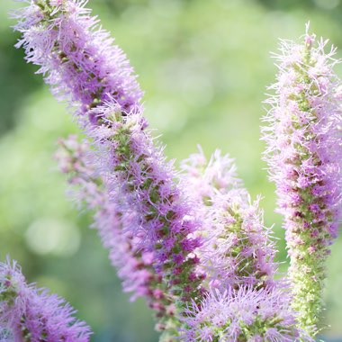 Liatris spicata