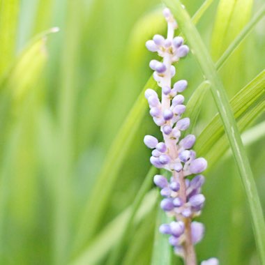 Liriope muscari  syn. Liriope platyphylla, Ophiopogon graminifolius