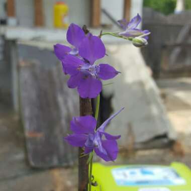 Delphinium grandiflorum 'Blue Butterfly'