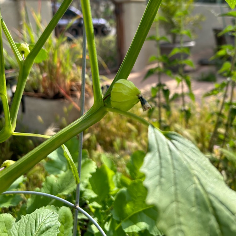 Plant image Physalis philadelphica 'Verde'