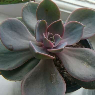 Echeveria Perle Von Nurnberg