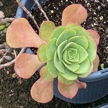 Aeonium 'Canary Island Giant Velvet Rose'