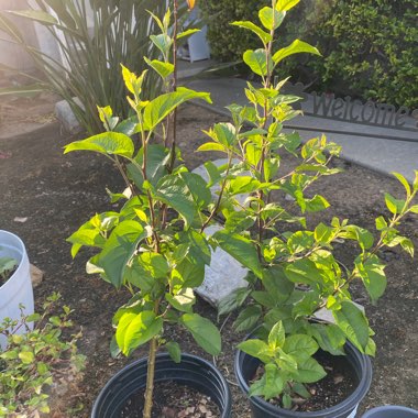 Tomato 'Chocolate Cherry'