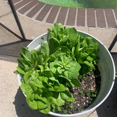 Lettuce 'Admires' (Butterhead/Round)