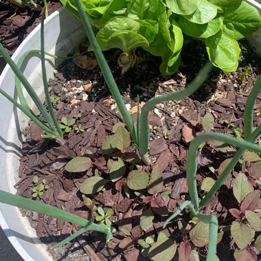 Spring Onion 'Evergreen Bunching'