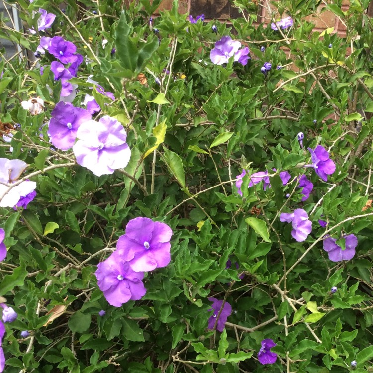 Plant image Brunfelsia Bonodora