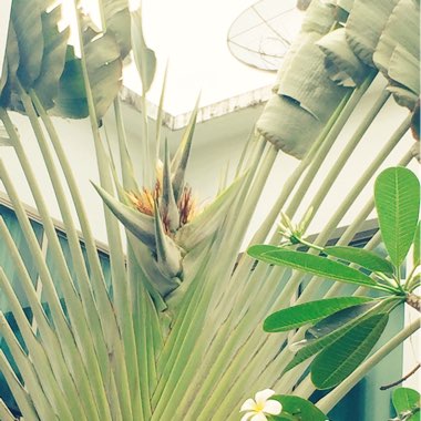 Ravenala madagascariensis