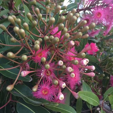 Corymbia ficifolia syn. Eucalyptus ficifolia