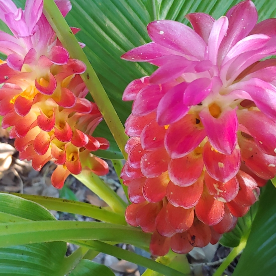 Plant image Curcuma