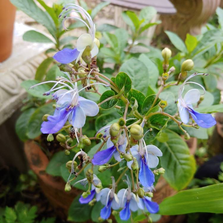 Plant image Clerodendrum myricoides 'Ugandense'