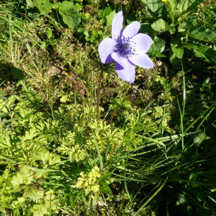 Plant image Anemone coronaria De Caen Blue