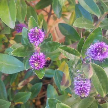 Shrubby Veronica