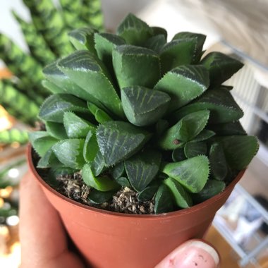 Haworthia retusa