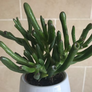 Crassula ovata 'Lady Fingers'