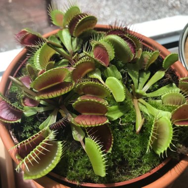 Dionaea muscipula