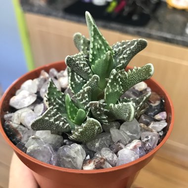 Faucaria Albidens