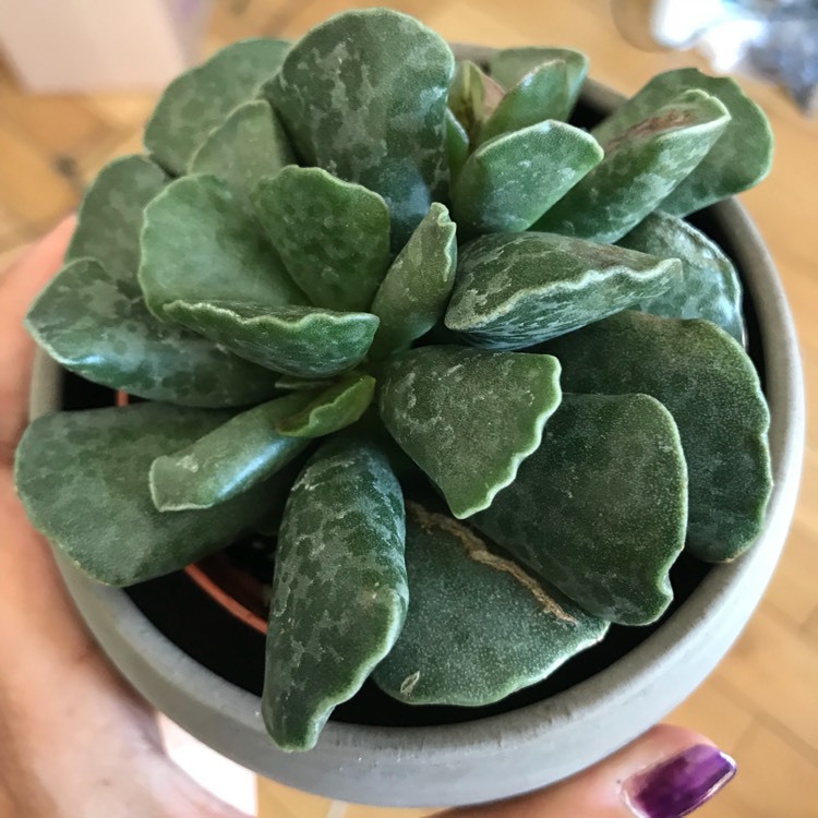 Plant image Adromischus cooperi