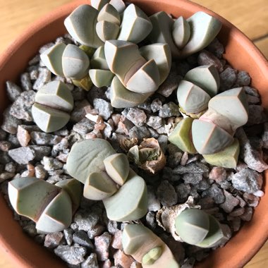 Lapidaria margaretae syn. Mesembryanthemum margaretae