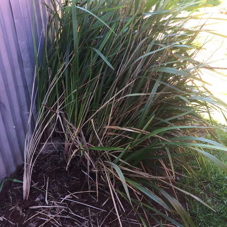 Plant image Dianella