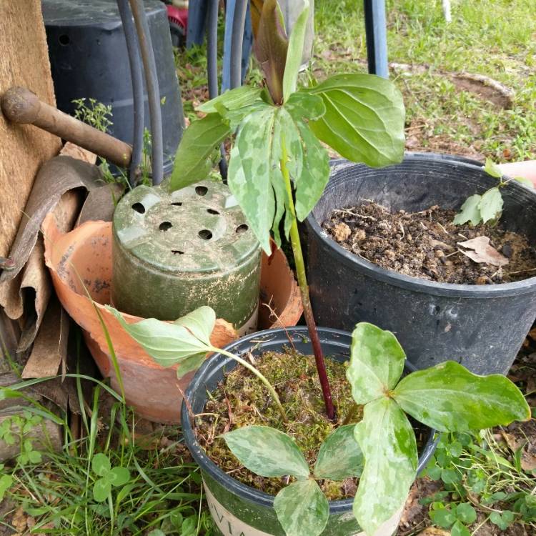 Plant image Trillium erectum