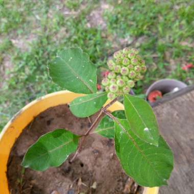 Asclepias Variegata