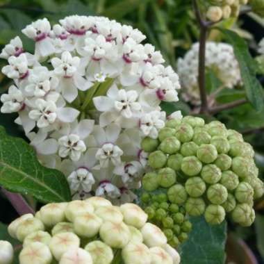 Asclepias Variegata