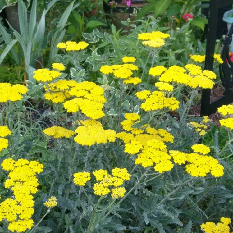 Plant image Achillea filipendulina 'Coronation Gold'