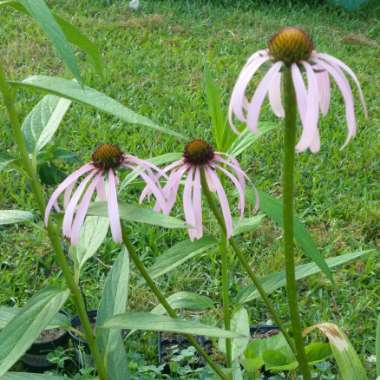 Echinacea pallida