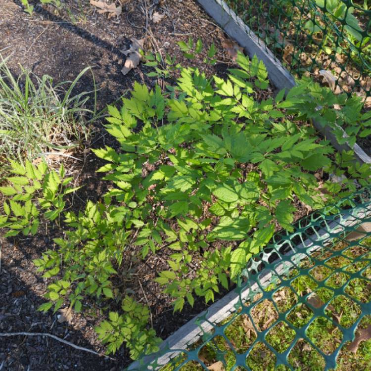 Plant image Actaea racemosa syn. Cimicifuga racemosa