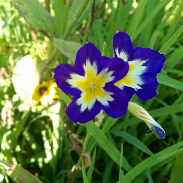 Plant image Convolvulus Tricolour 'Blue flash'