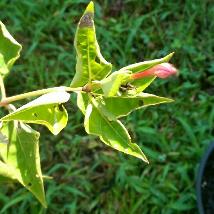 Plant image Mirabilis jalapa 'Kaleidoscope'