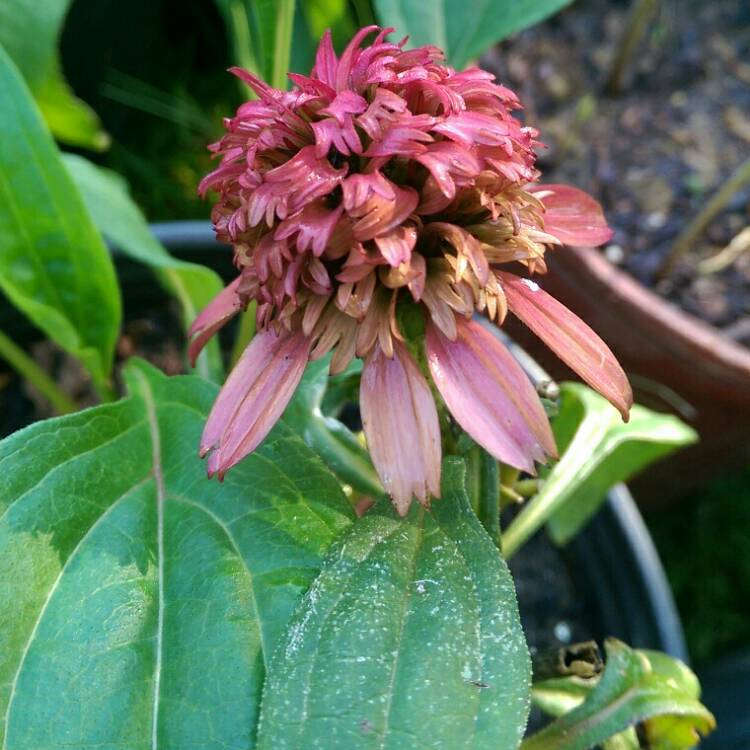 Plant image Echinacea 'Balscanery' (Double Scoop Series) syn. Echinacea 'Double Scoop Cranberry'