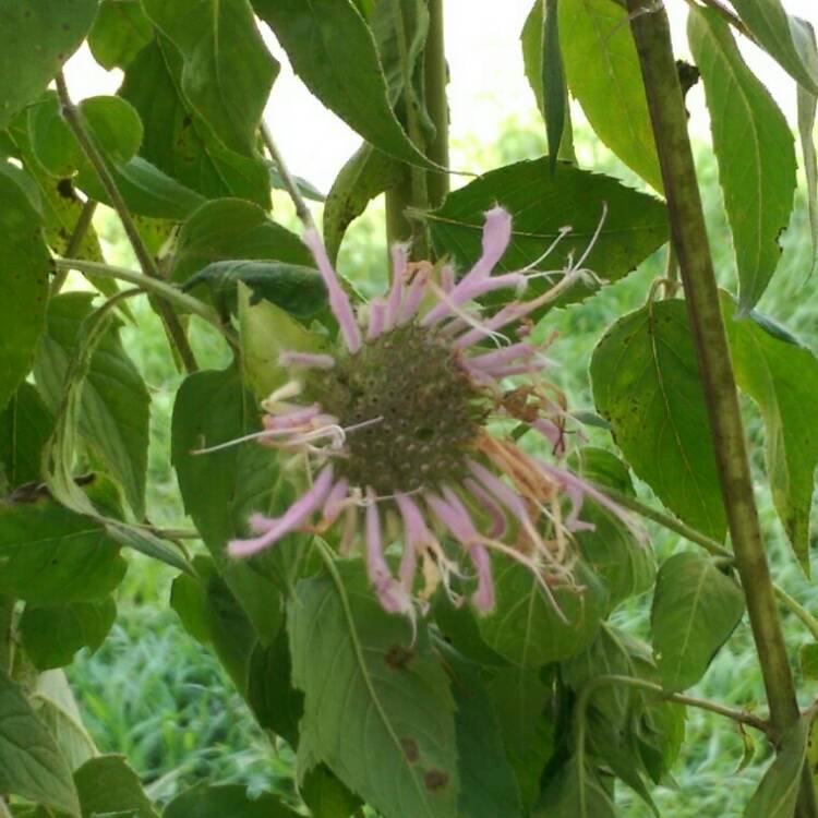 Plant image Monarda Fistulosa L.