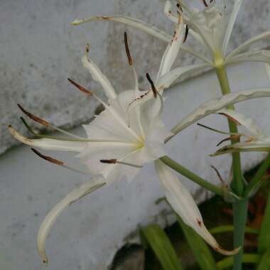 Hymenocallis occidentalis