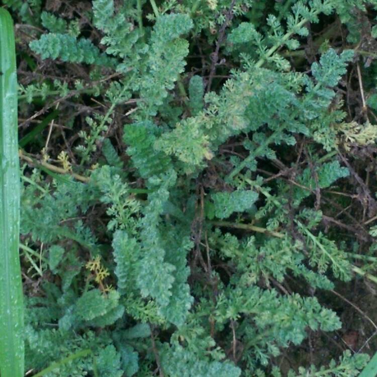 Plant image Achillea Millefolium 'Desert Eve Red'