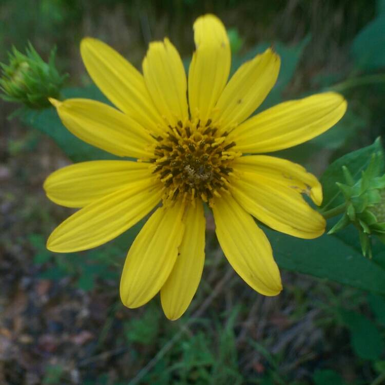 Plant image Helianthus 'decapetalus'