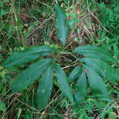 Arisaema dracontium