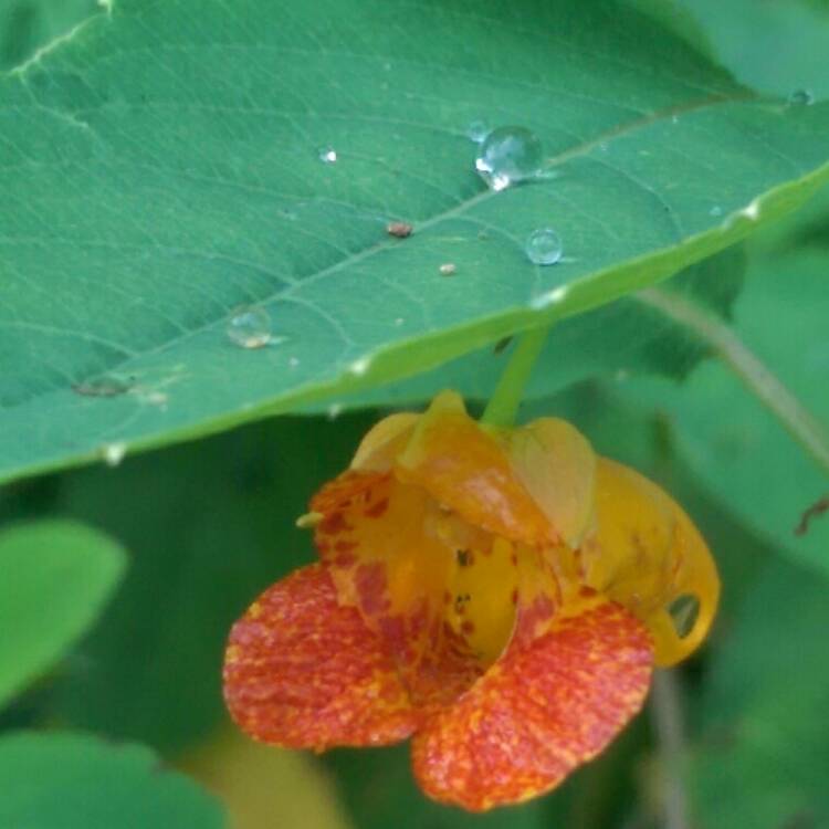 Plant image Impatiens capensis