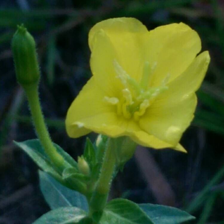 Plant image Oenothera Fruticosa 'Sundrops'