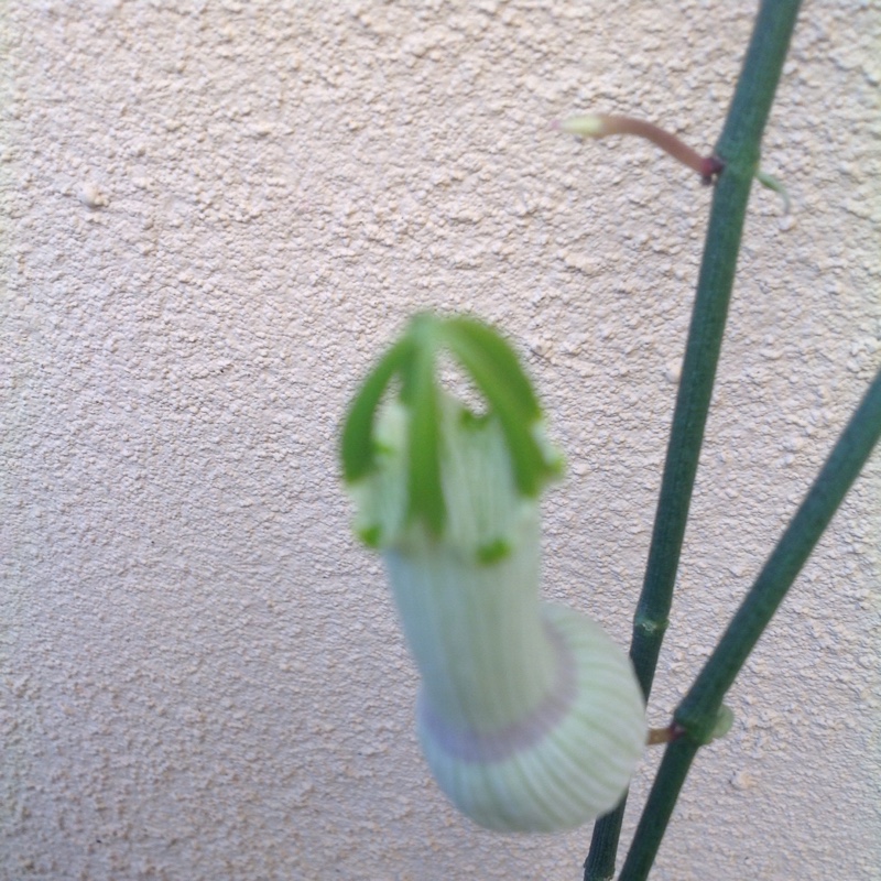 Ceropegia ampliata