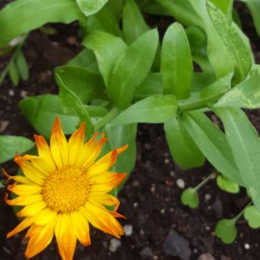 Pot Marigold