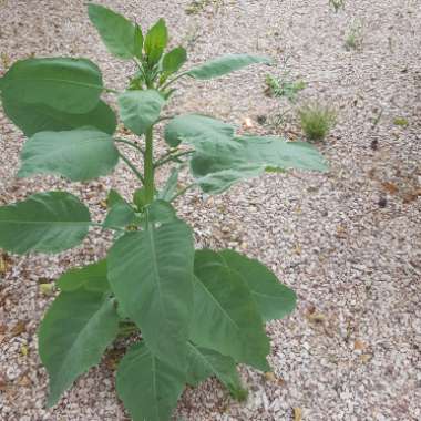 Elephant Ear (Colocasia)