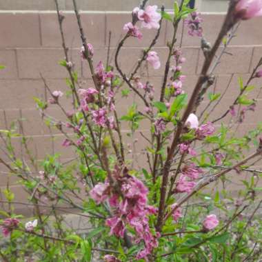 Japanese Flowering Cherry Tree