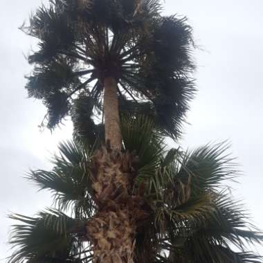 Date Palm