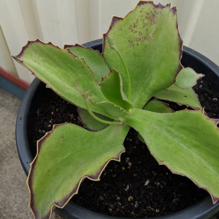 Plant image Kalanchoe Synsepala