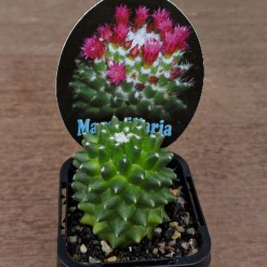 Mammillaria polythele 'Toluca' syn. Mammillaria vagaspina var. toluca