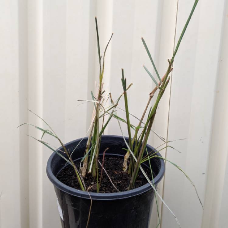 Plant image Cymbopogon citratus