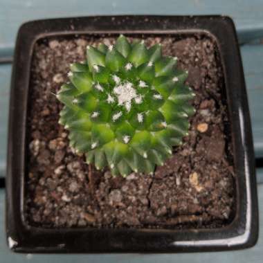 Mammillaria polythele 'Toluca' syn. Mammillaria vagaspina var. toluca